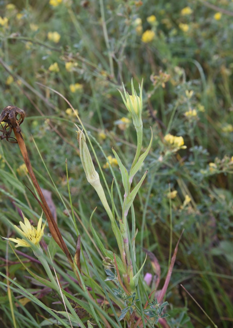 Image of Tragopogon dubius ssp. major specimen.