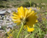 familia Asteraceae
