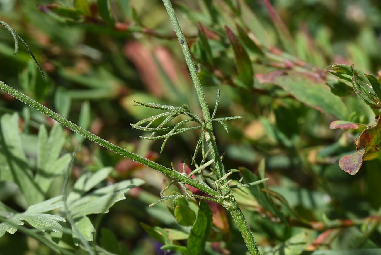 Image of Delphinium consolida specimen.