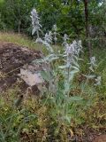 Stachys cretica