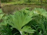 род Petasites