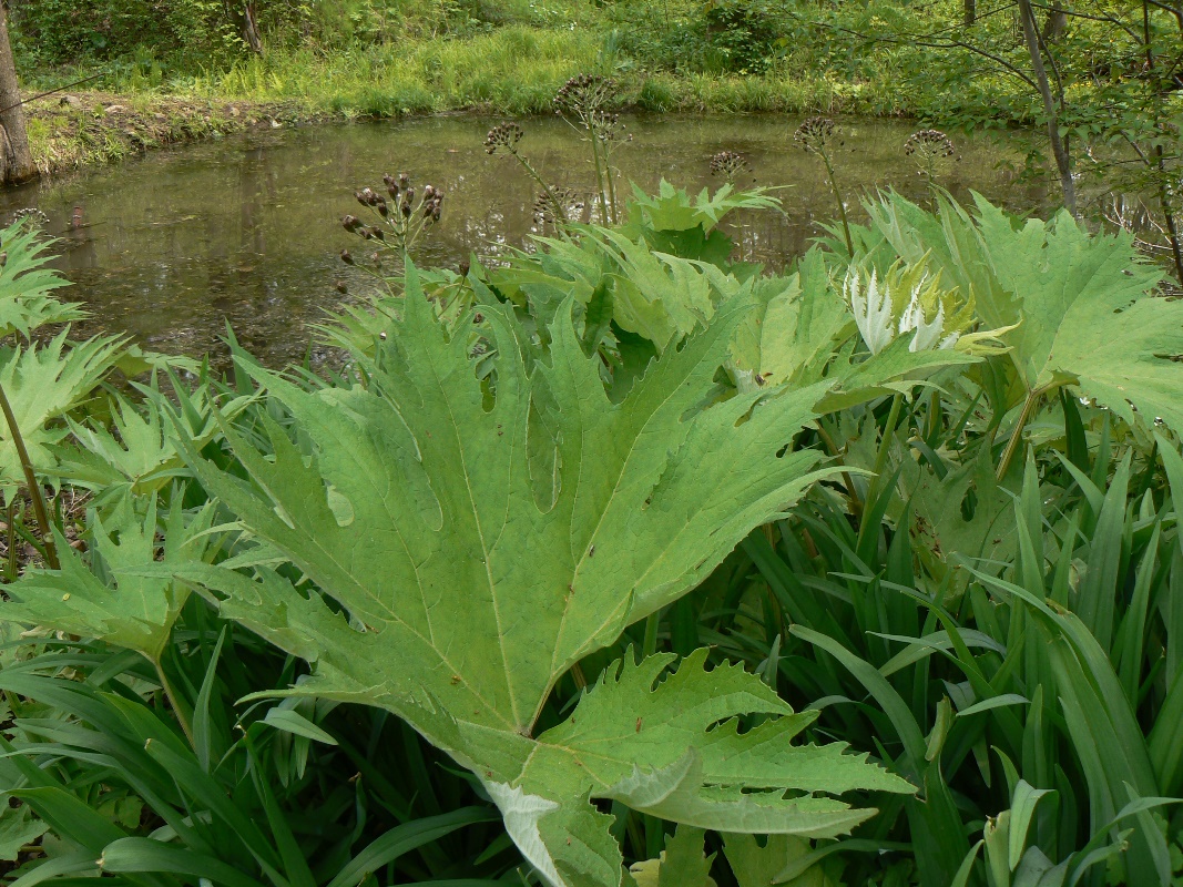 Image of genus Petasites specimen.