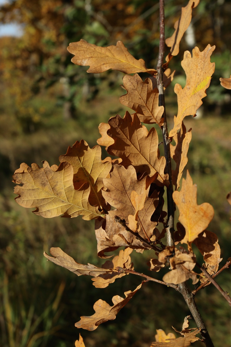 Image of Quercus robur specimen.