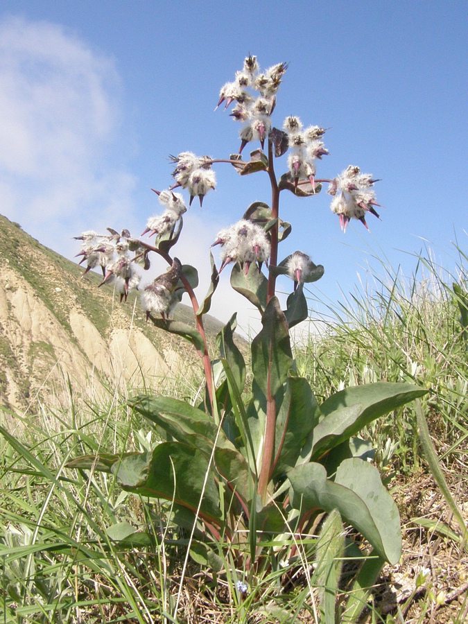 Изображение особи Rindera tetraspis.