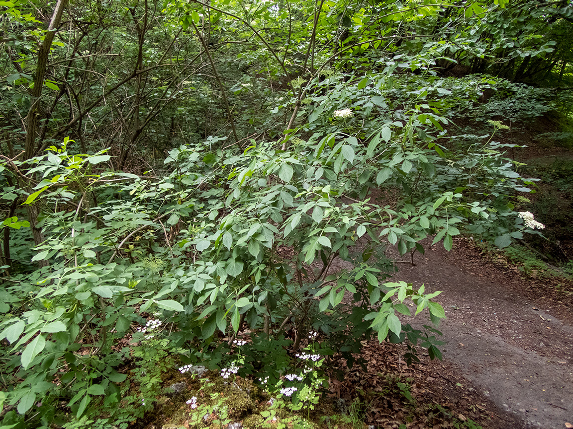Изображение особи Sambucus nigra.
