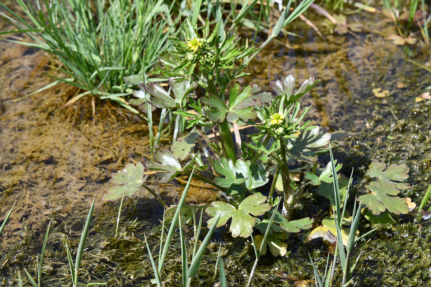 Изображение особи Ranunculus sceleratus.