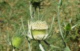 Dipsacus laciniatus