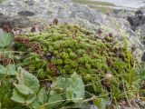 genus Saxifraga
