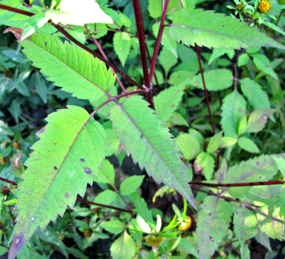 Image of Bidens frondosa specimen.