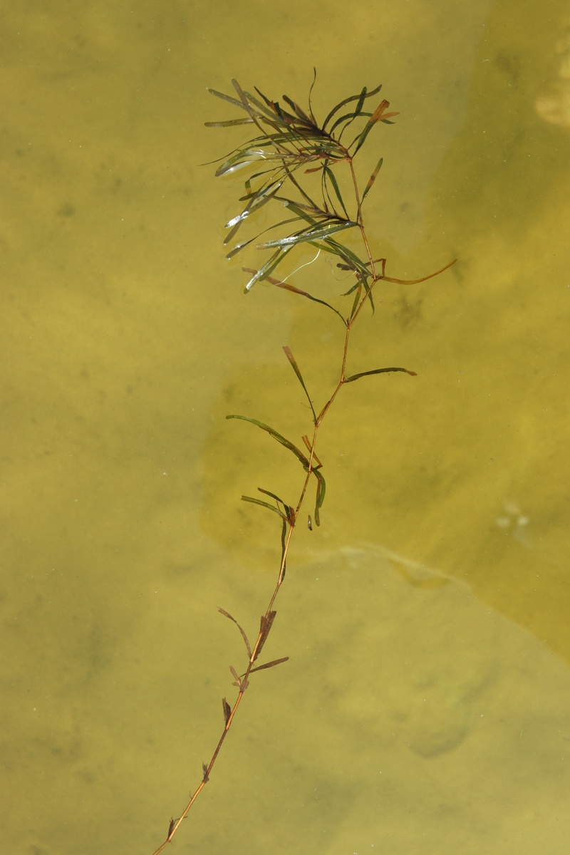Image of Potamogeton compressus specimen.