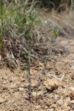 Melilotoides brachycarpa
