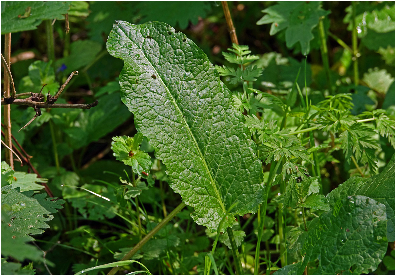 Image of Rumex obtusifolius specimen.