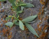 род Salix