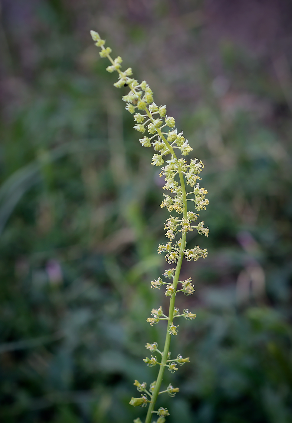 Image of Reseda lutea specimen.