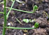 genus Ornithogalum