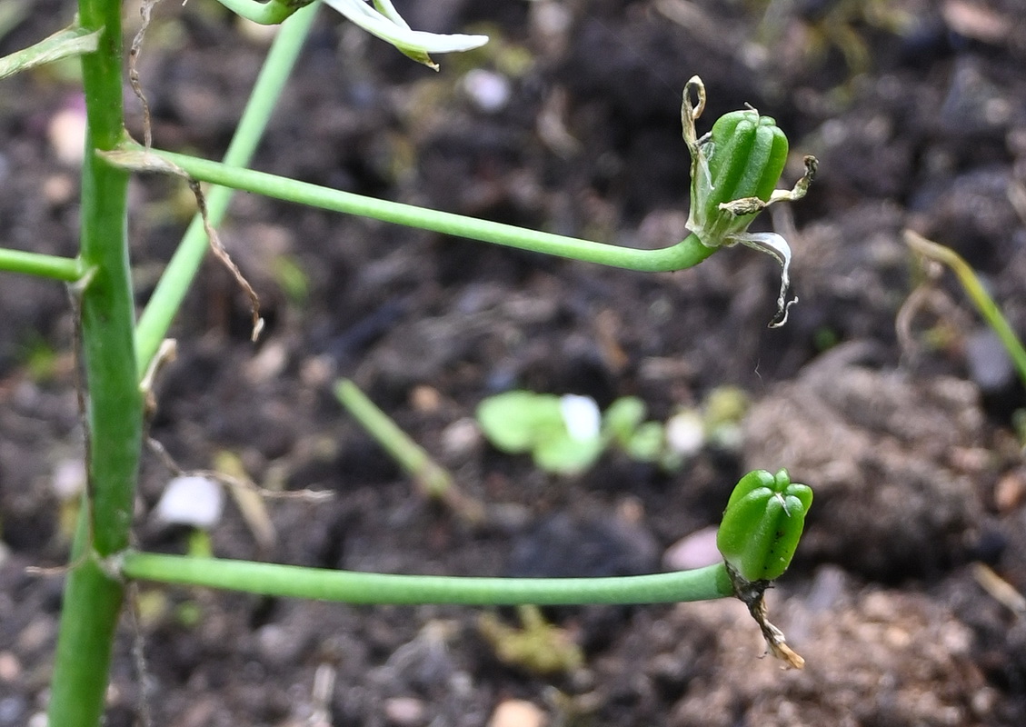 Image of genus Ornithogalum specimen.