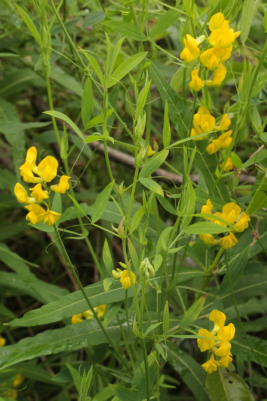 Image of Lathyrus pratensis specimen.