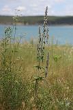 Stachys germanica