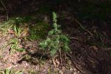 Juniperus communis