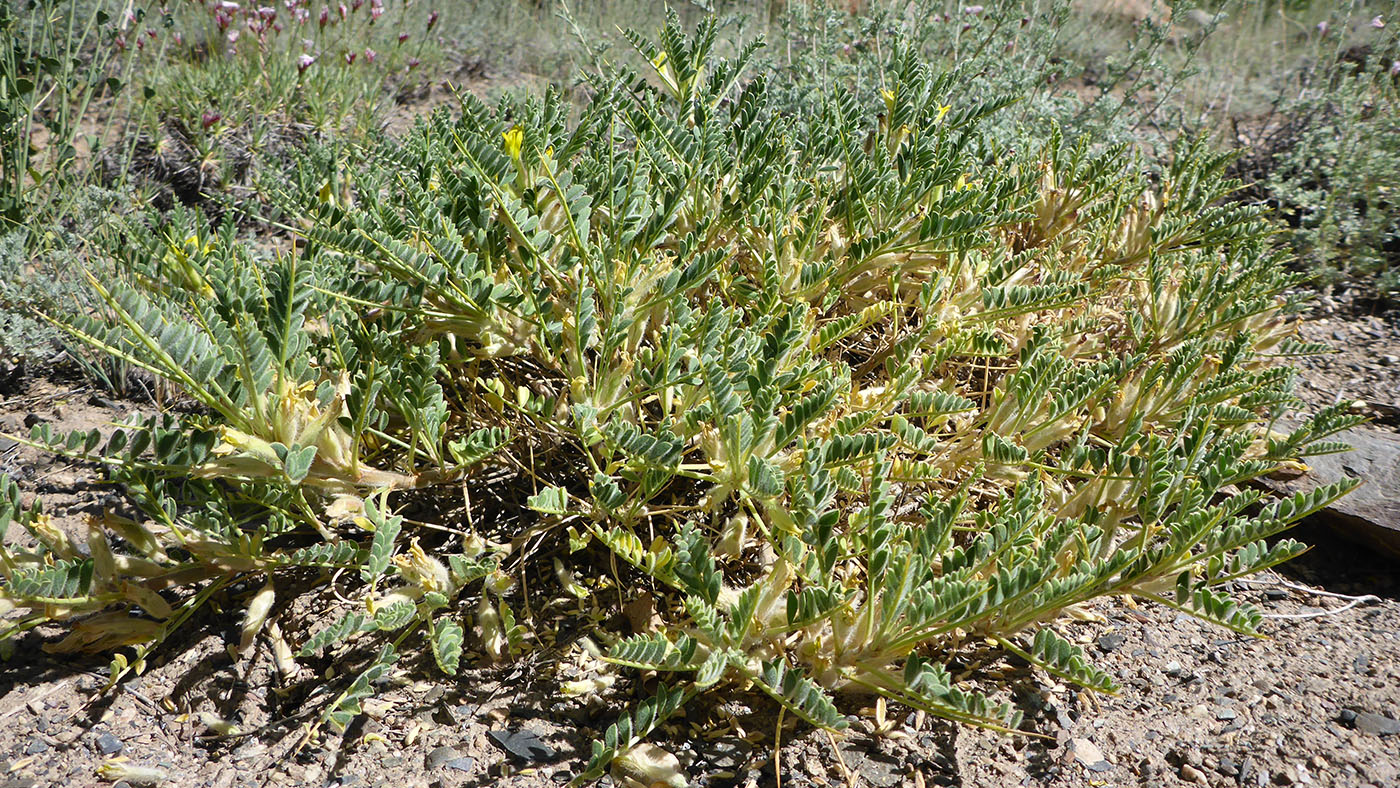 Image of Astragalus lasiosemius specimen.