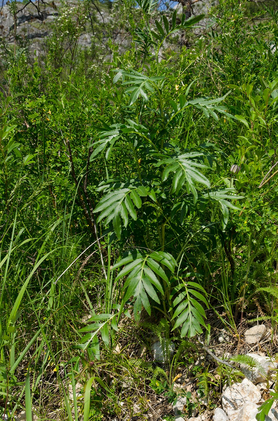 Image of Unknown species specimen.