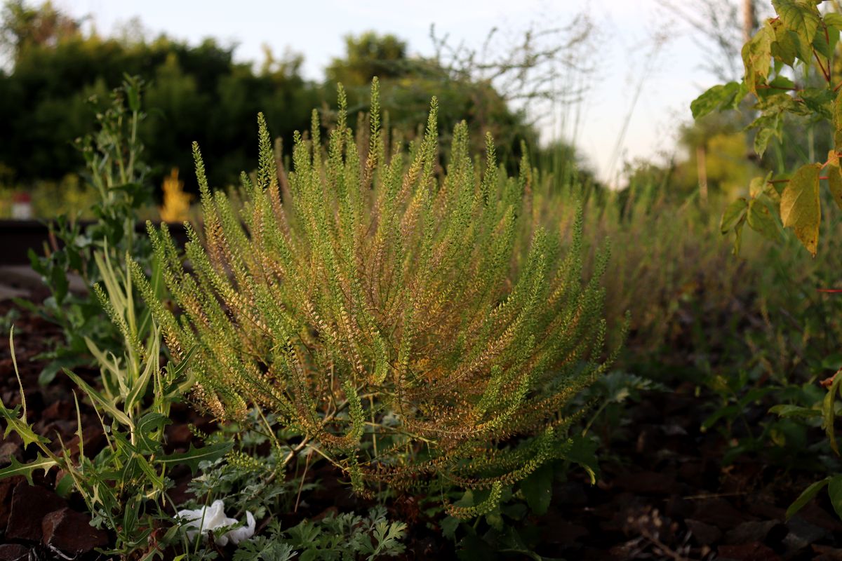 Image of Lepidium densiflorum specimen.