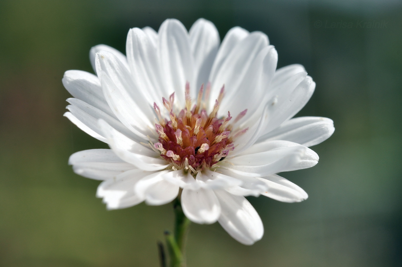 Image of Symphyotrichum novi-belgii specimen.