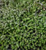 Sedum sexangulare. Верхушки побегов. Московская обл., г. Подольск, территория Подольской областной клинической больницы, склон южной экспозиции, газон. 08.07.2025.