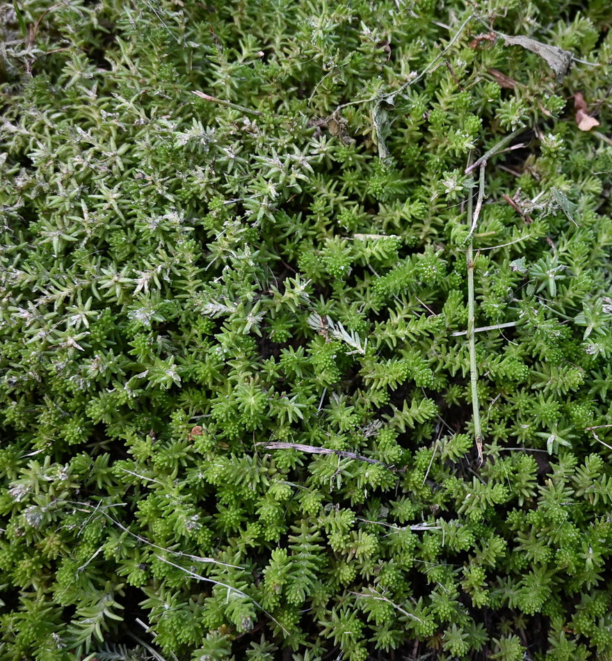 Image of Sedum sexangulare specimen.