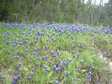 Muscari neglectum