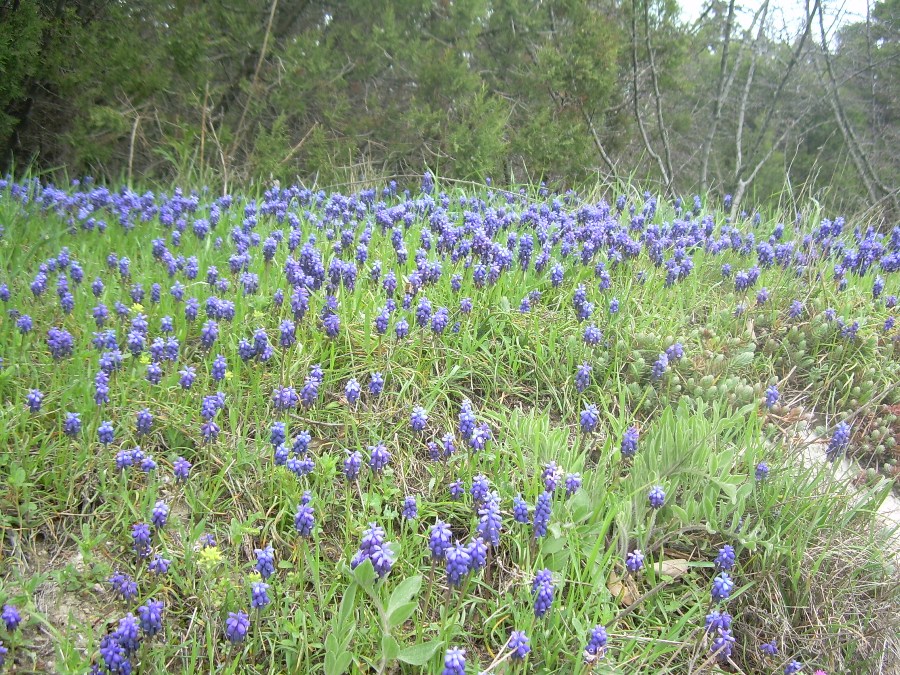 Image of Muscari neglectum specimen.