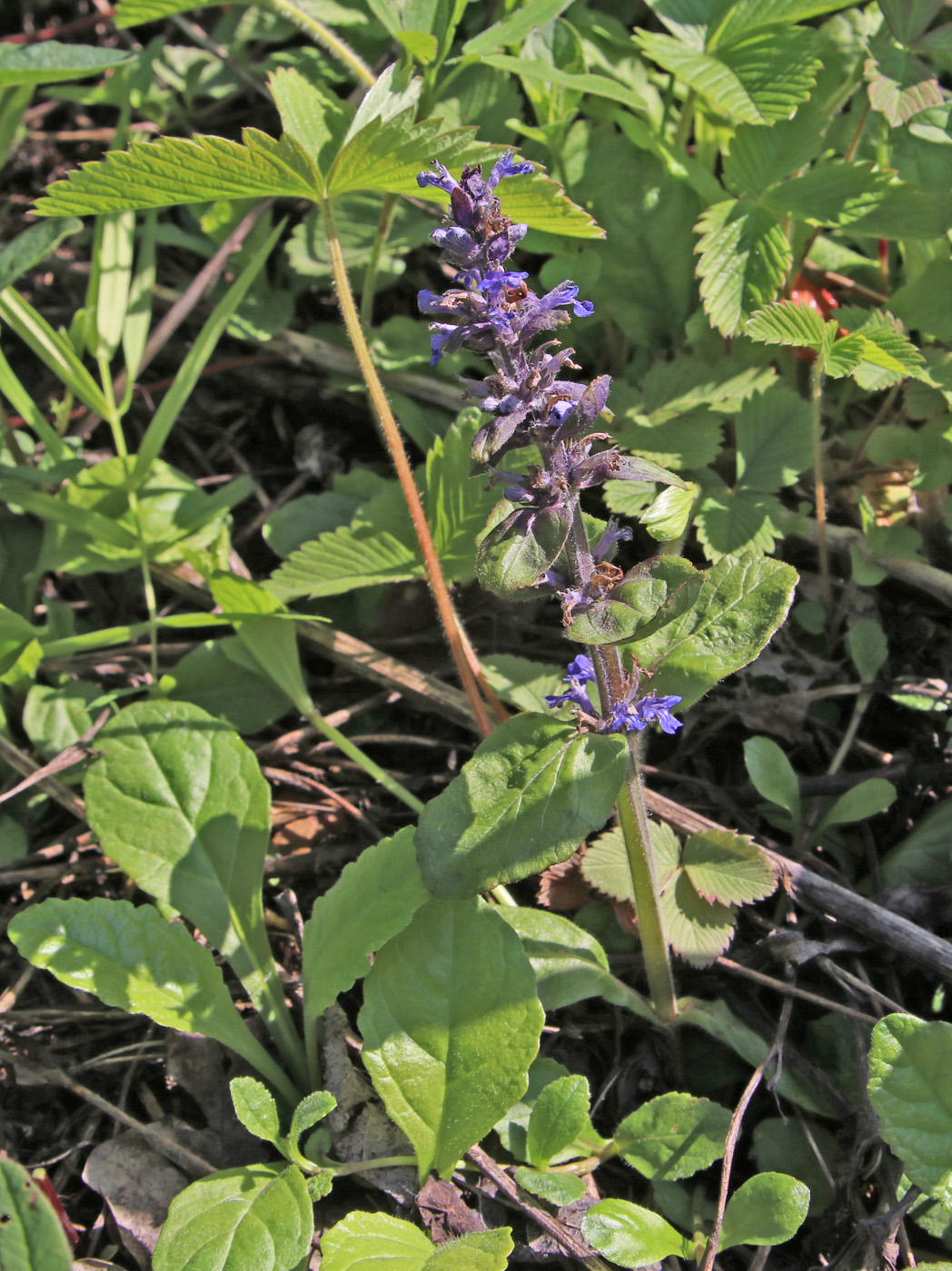 Изображение особи Ajuga genevensis.