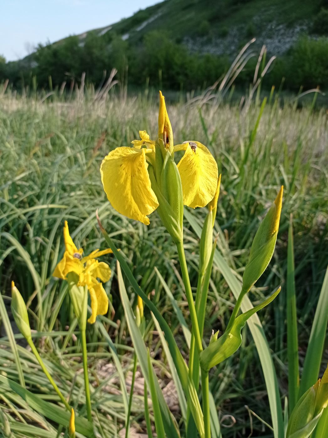 Image of Iris pseudacorus specimen.