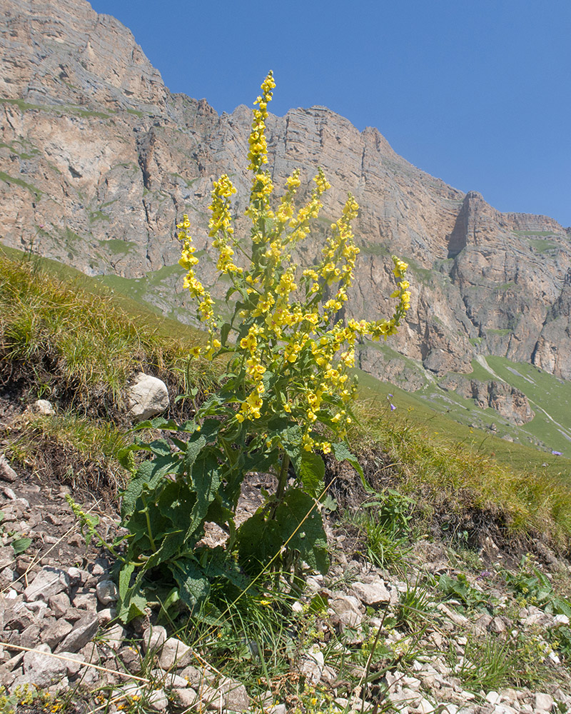 Image of Verbascum laxum specimen.