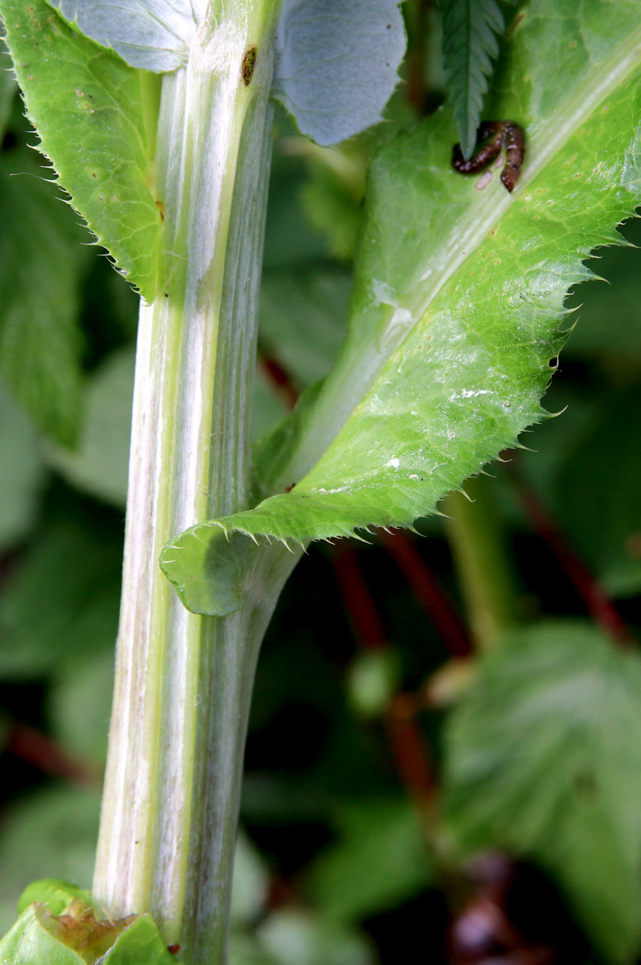 Image of Cirsium heterophyllum specimen.