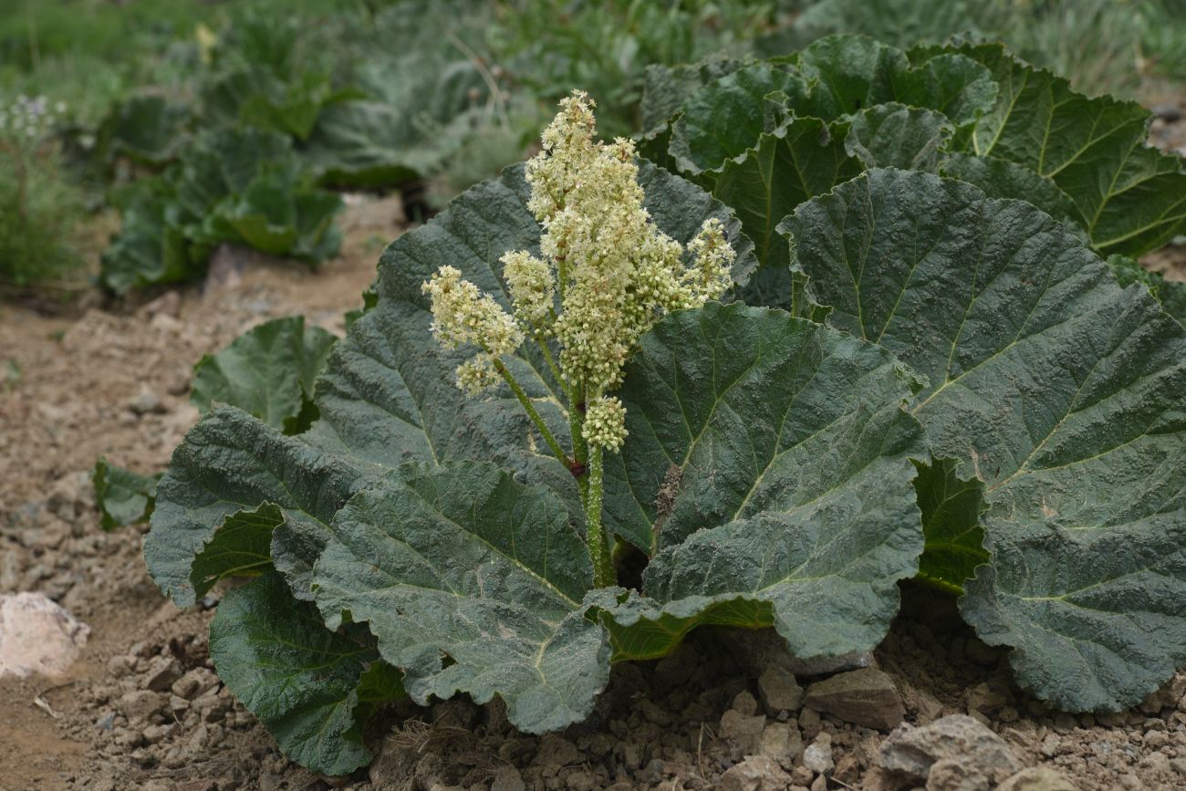 Изображение особи Rheum ribes.