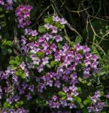 род Daphne. Цветки и листья. Абхазия, Гагрский р-н, 1850 м н.у.м., каменистый субальпийский луг. 12.06.2025.