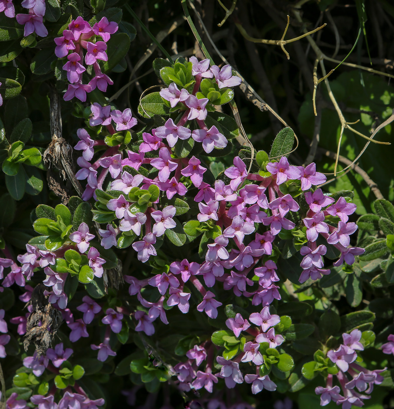 Изображение особи род Daphne.