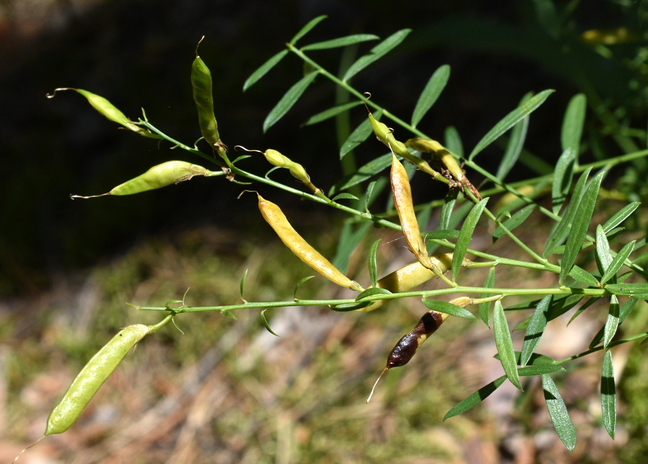 Изображение особи Genista tinctoria.