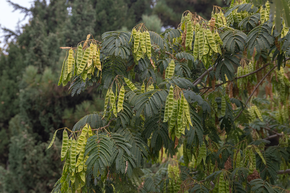 Изображение особи Albizia julibrissin.