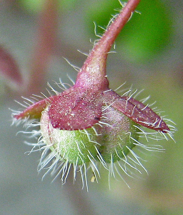 Image of Veronica cymbalaria specimen.