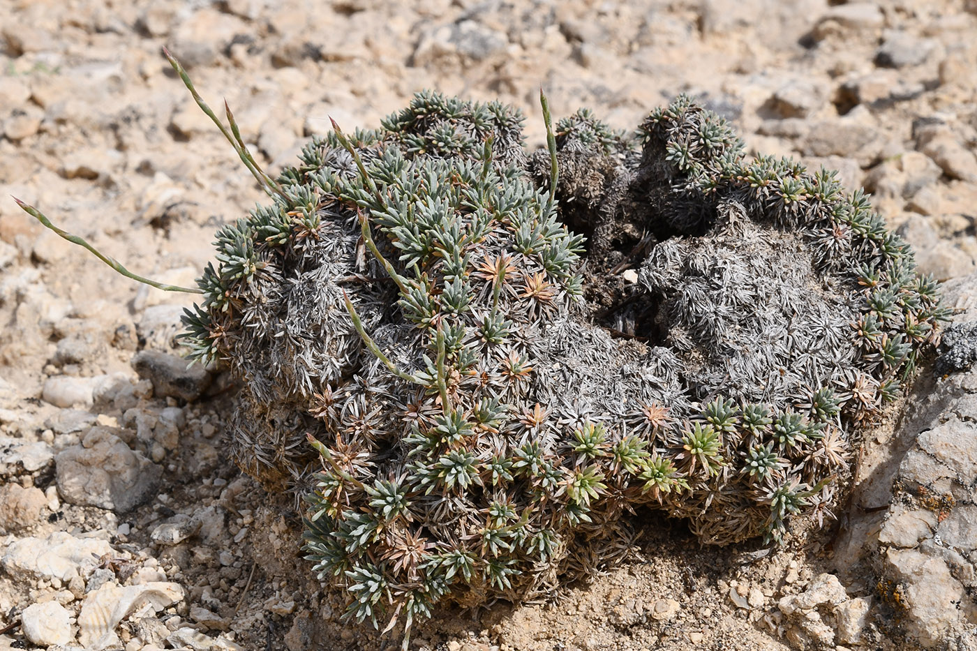 Изображение особи Acantholimon compactum.