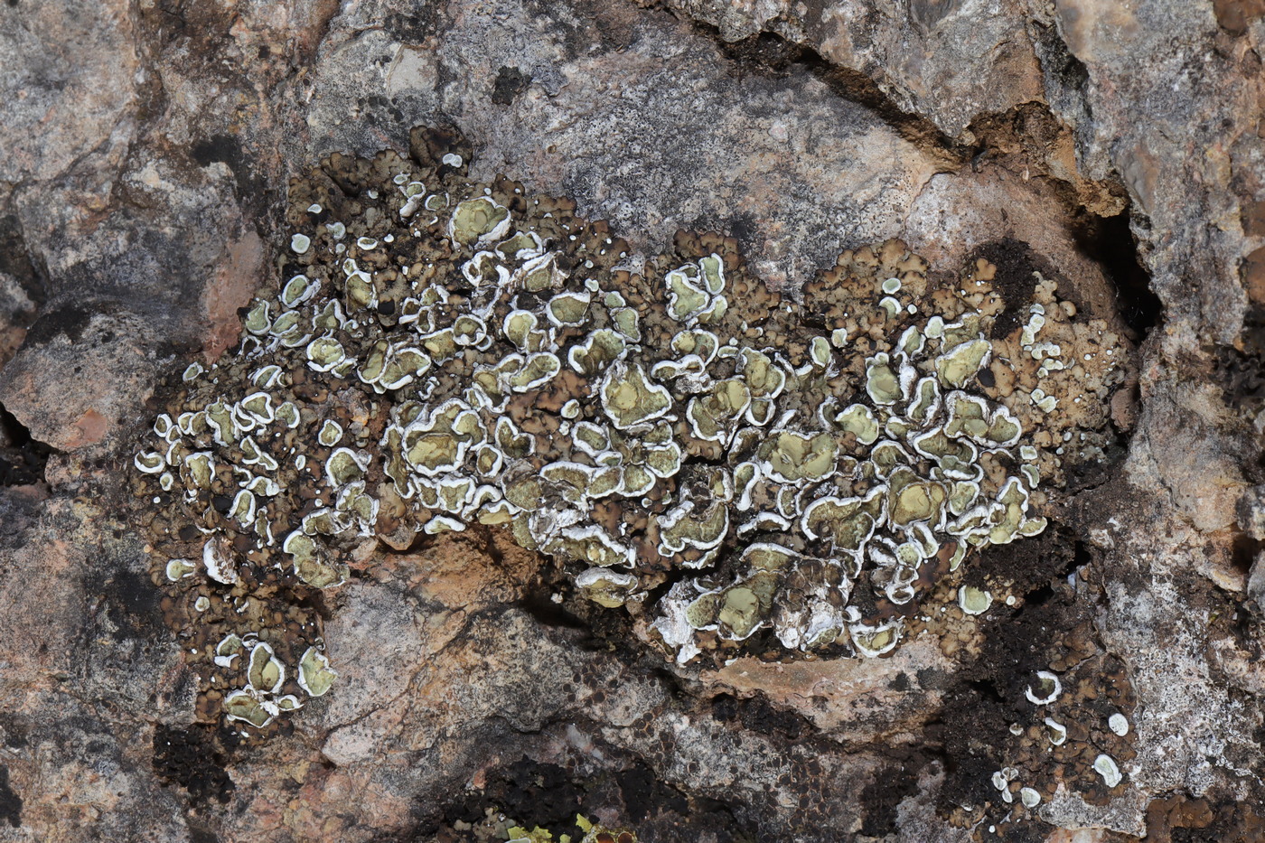 Image of Squamarina gypsacea specimen.