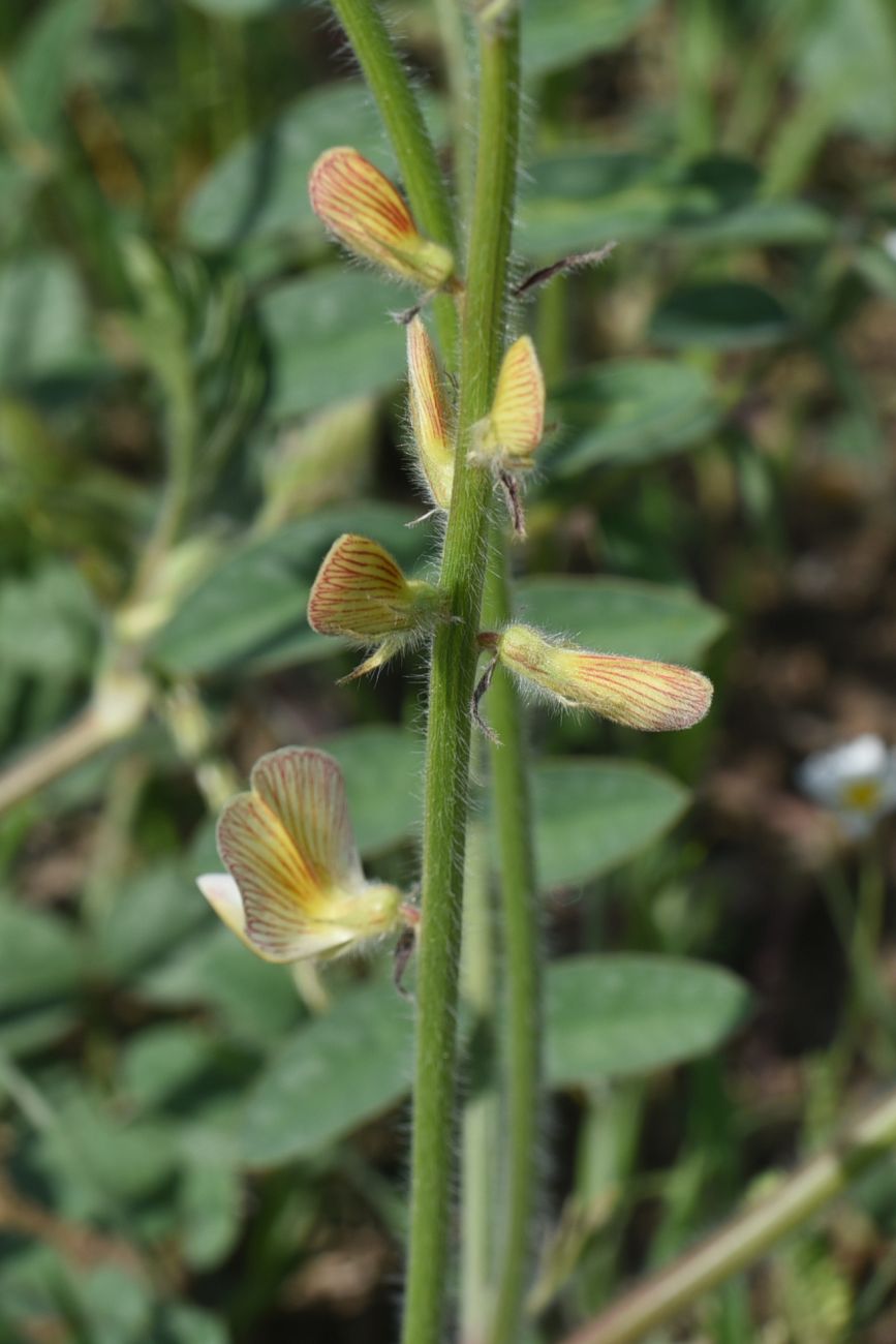 Изображение особи род Onobrychis.