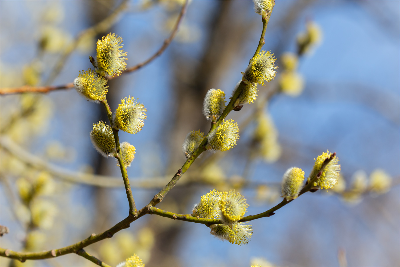 Изображение особи Salix caprea.