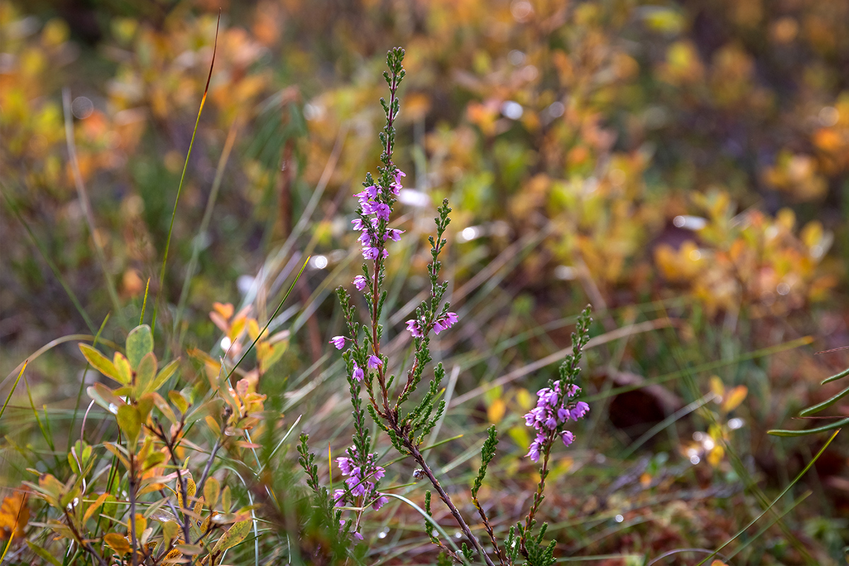 Изображение особи Calluna vulgaris.