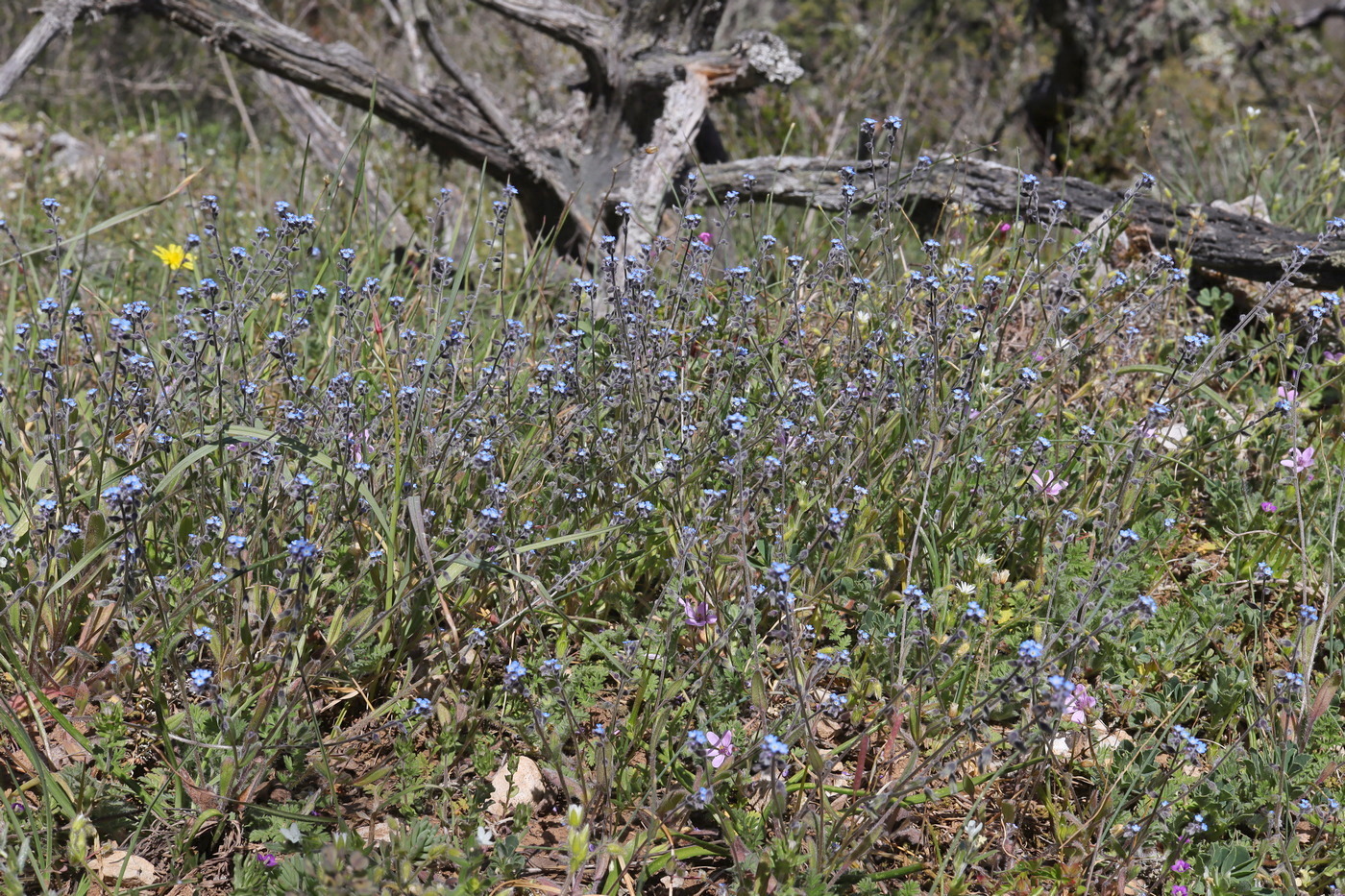 Image of Myosotis ramosissima specimen.
