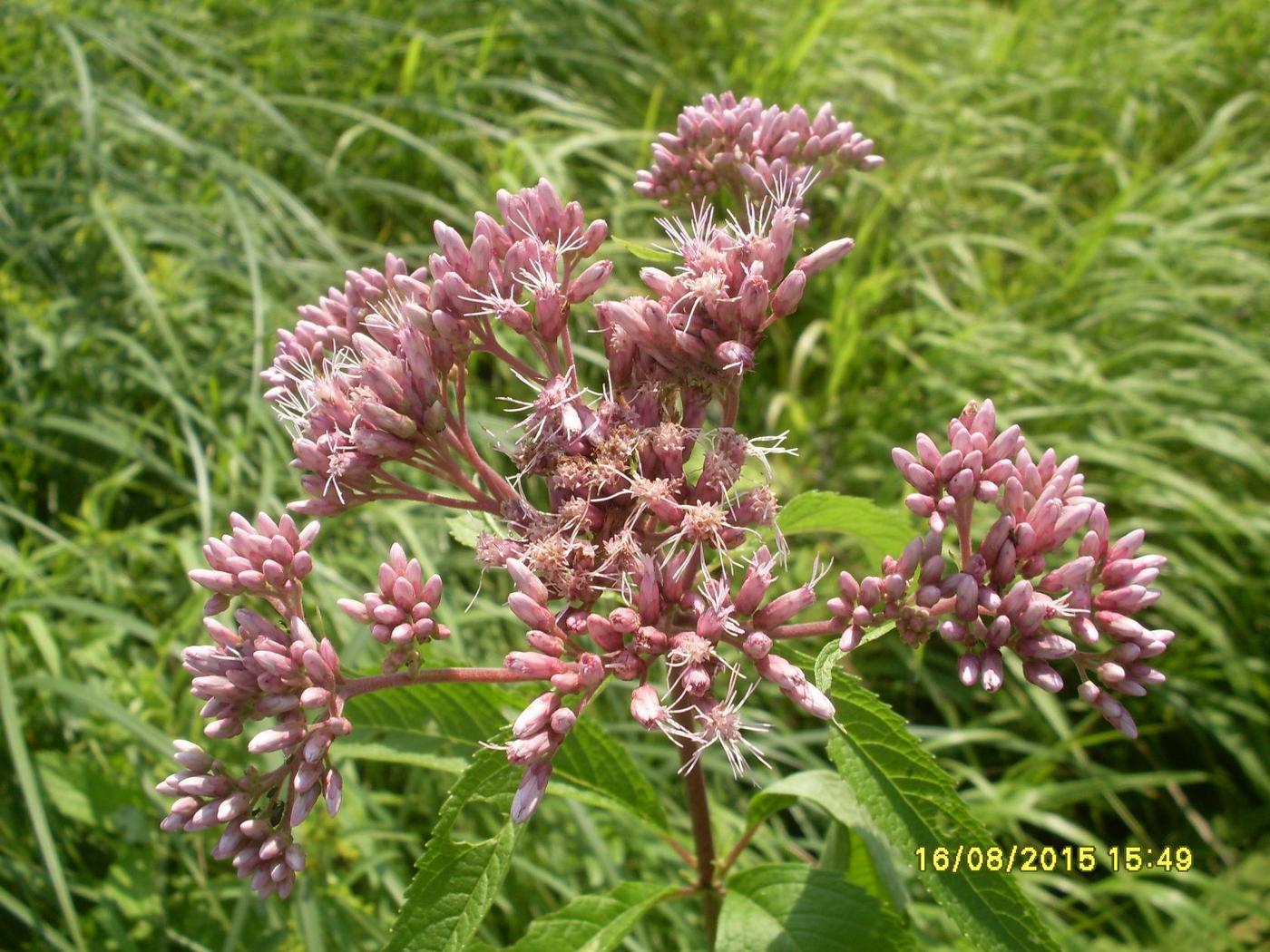 Image of Eupatorium maculatum specimen.