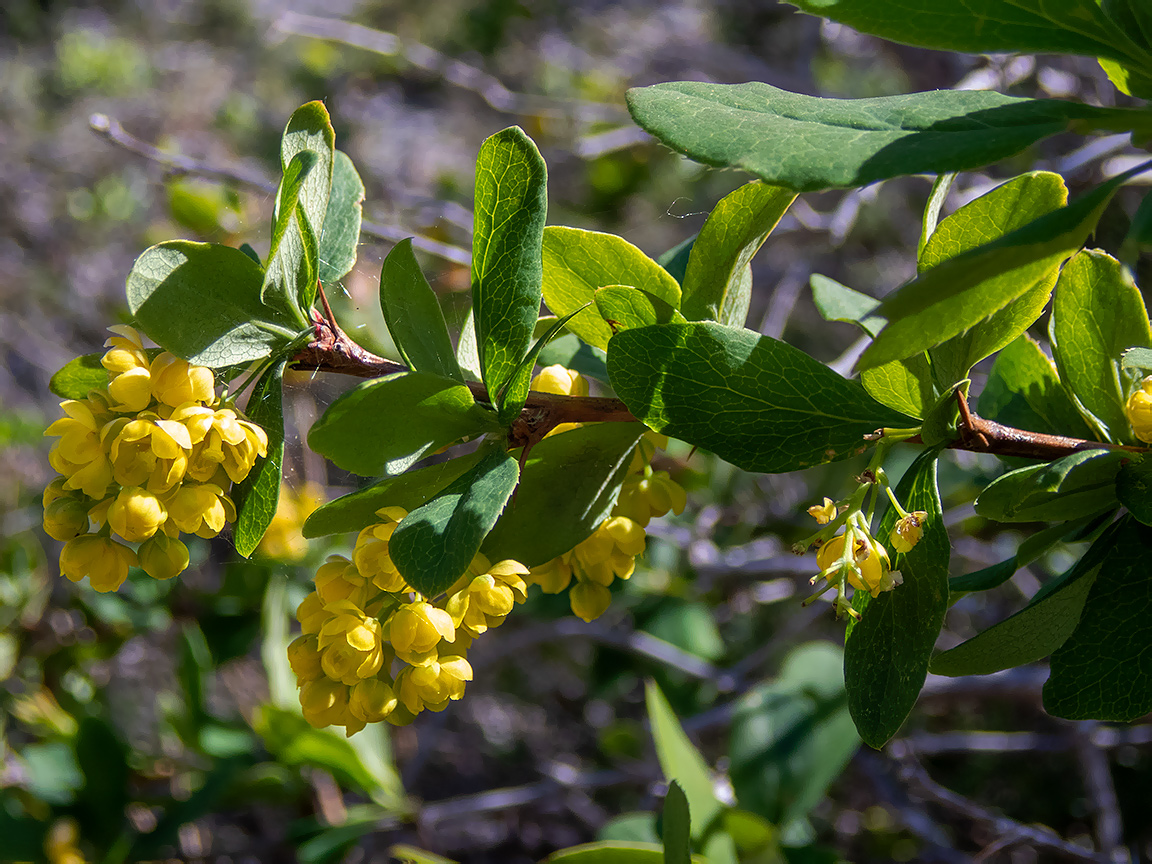 Изображение особи Berberis vulgaris.