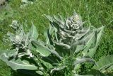 род Verbascum